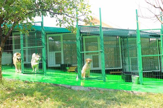 Pensiune Animale Iasi(Canina&Felina)