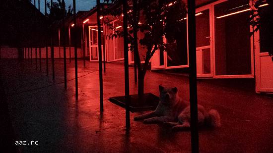 Pensiune Animale Iasi(Canina&Felina)