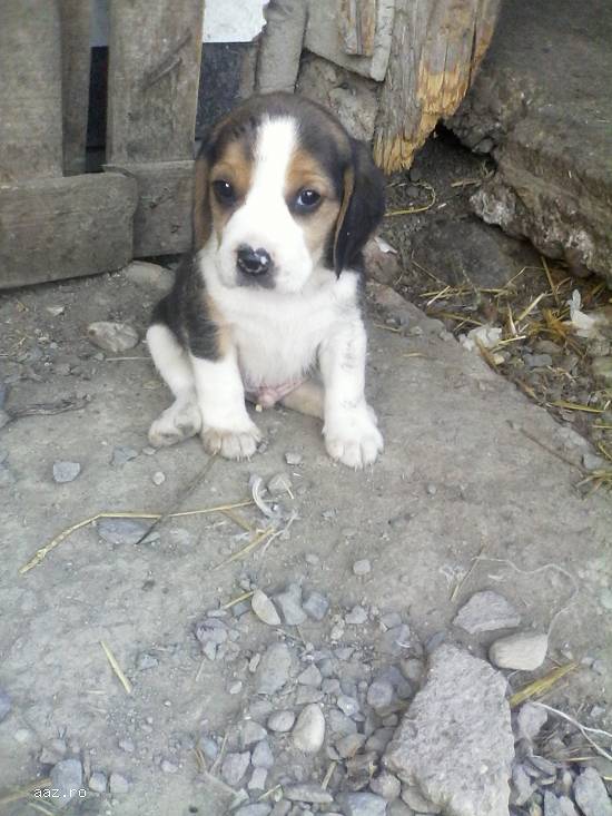 catei