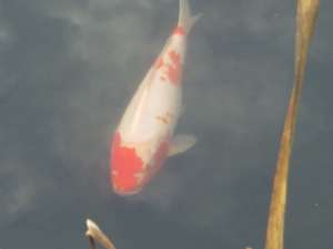 crap koi si caras ornamental