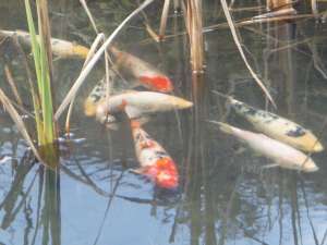 crap koi si caras ornamental