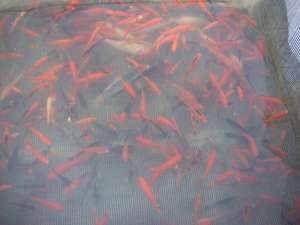 crap koi si caras ornamental