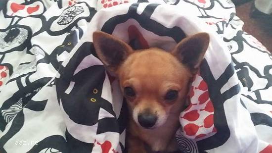 chiuhuahua monta