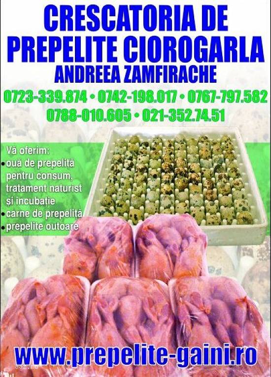 VINDEM CARNE SI OUA DE GAINA,  PUI,  PREPELITA SI BIBILICA
