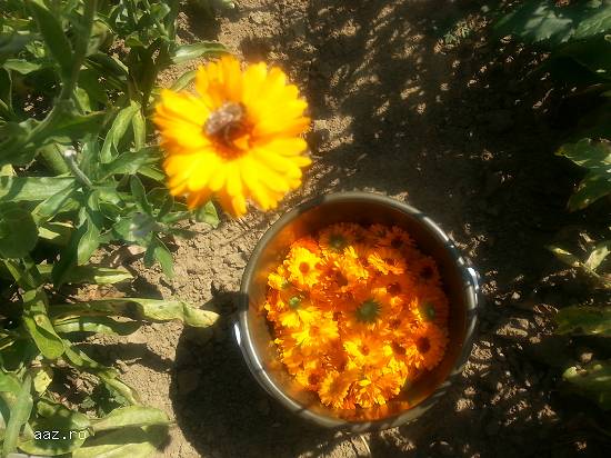 VAND FLORI DE GALBENELE