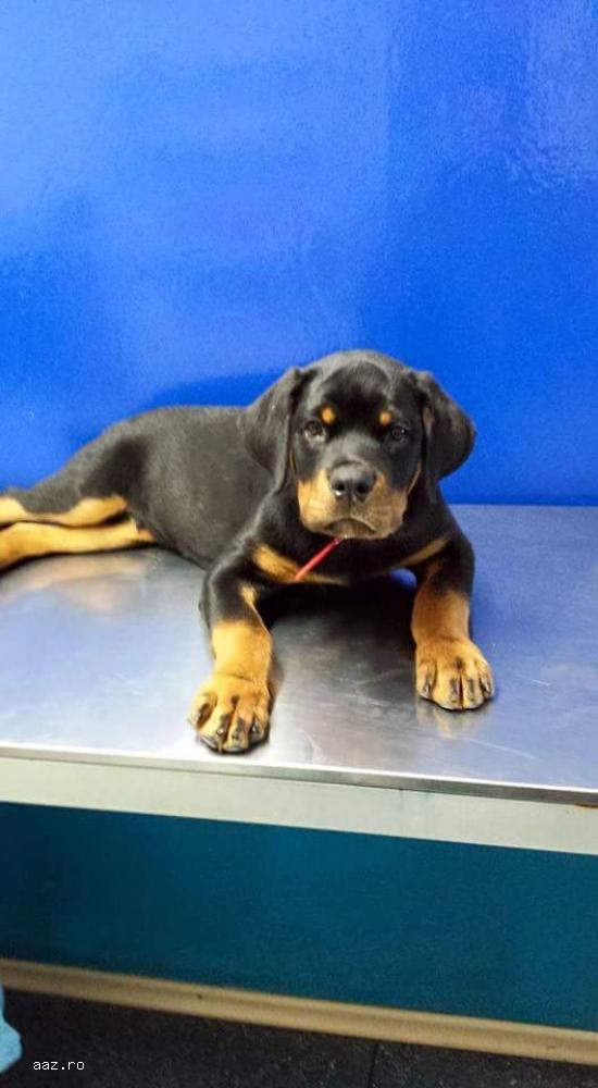 Canisa Bodyguard Force vinde cateii rottweiler