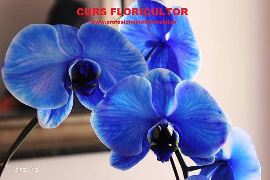 Curs Floricultor / Peisagist