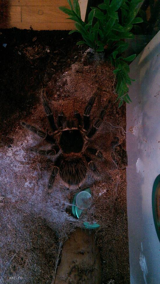 Vand Tarantula Lasiodora Parahybana