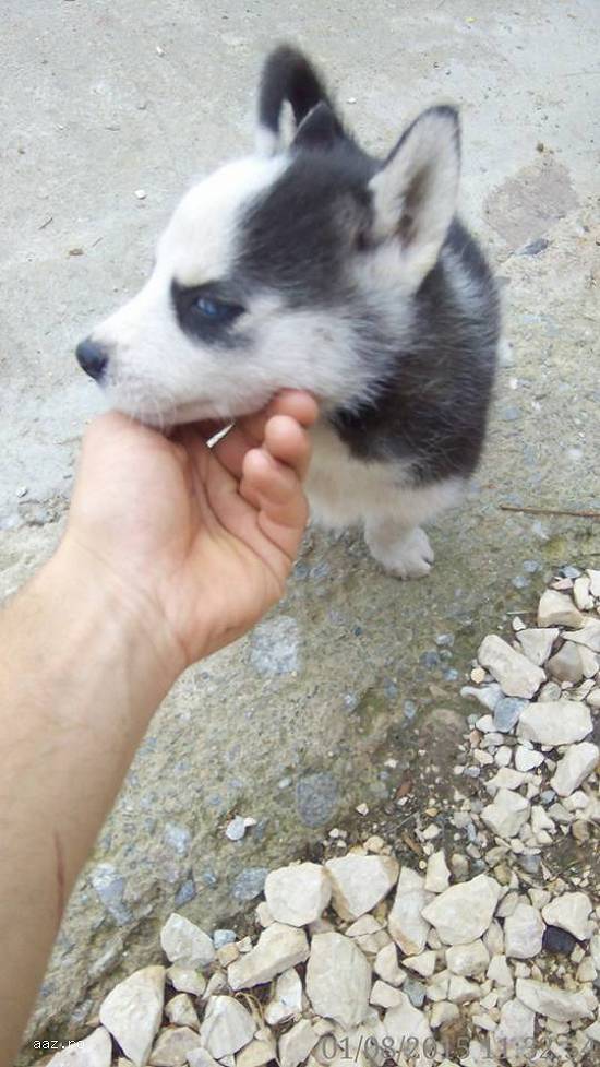 Vand pui Husky Siberian rasa pura