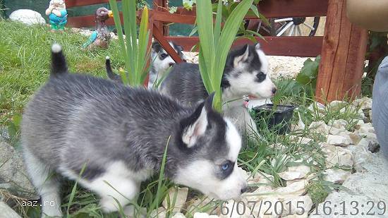 Vand pui Husky Siberian rasa pura