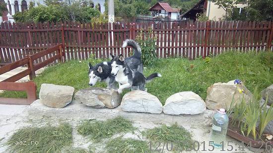 Vand pui Husky Siberian rasa pura