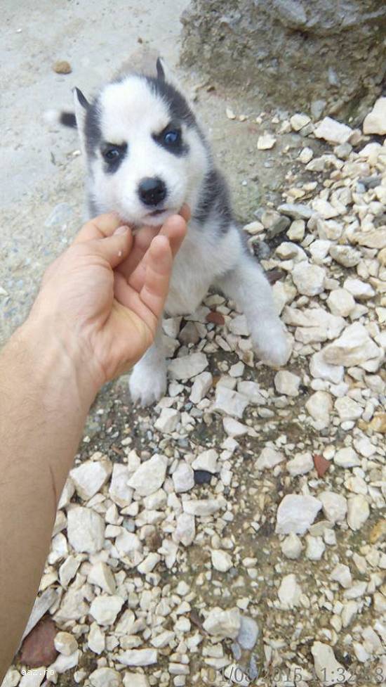 Vand pui Husky Siberian rasa pura
