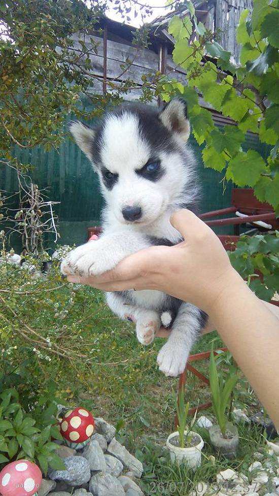 Vand pui Husky Siberian rasa pura
