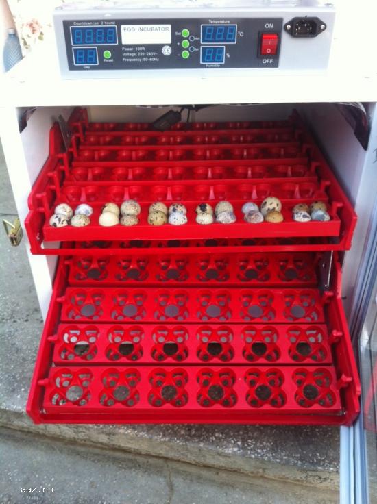 incubator oua