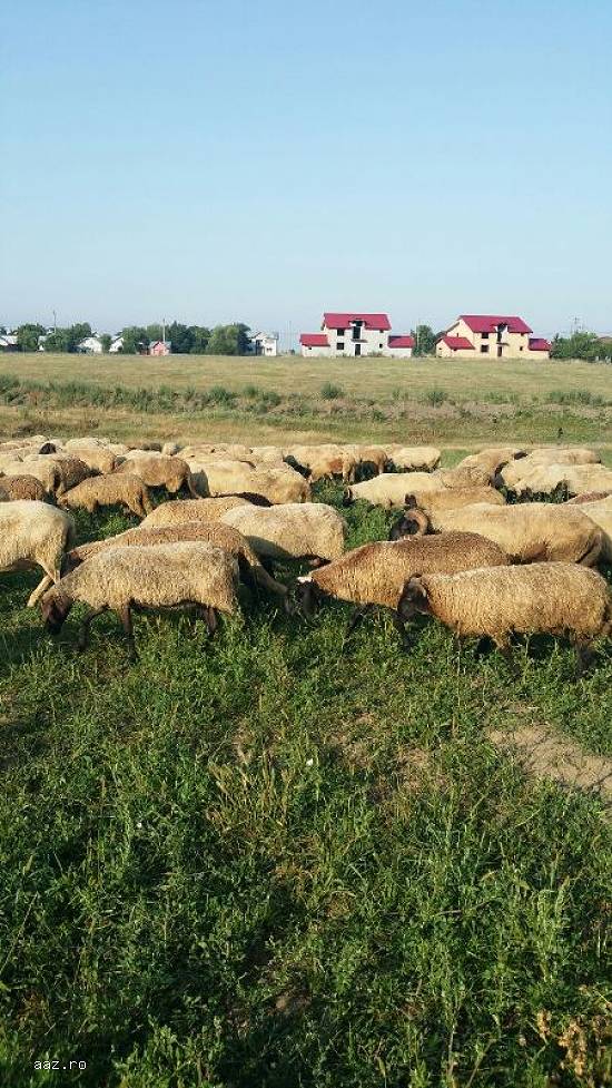 Vand 150 oi si 110 miele si berbecuti,  10 berbeci mari