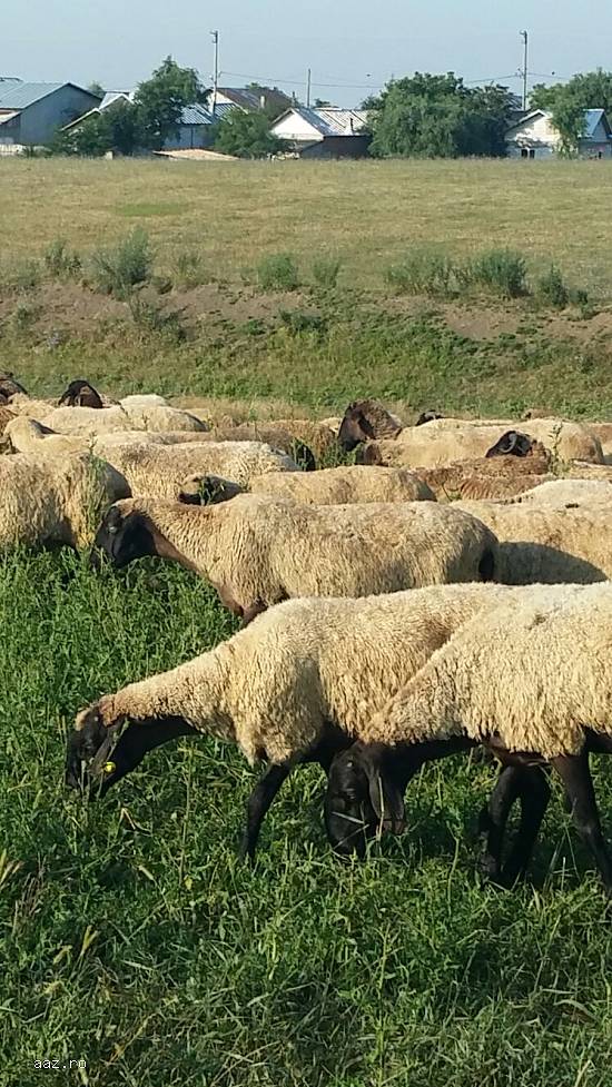 Vand 150 oi si 110 miele si berbecuti,  10 berbeci mari