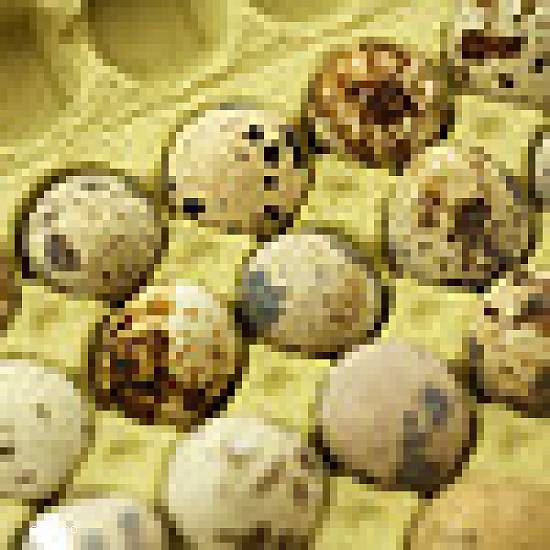 Oua de prepelita pentru incubat O, 5 lei bucata
