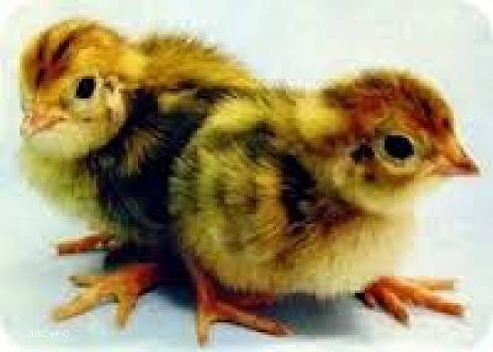 Oua de prepelita pentru incubat O, 5 lei bucata