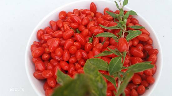 Plante goji de calitate livrate cu certificat de calitate si factura