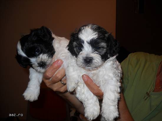Vand pui Shih Tzu