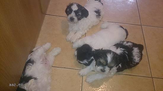 Vand pui Shih Tzu