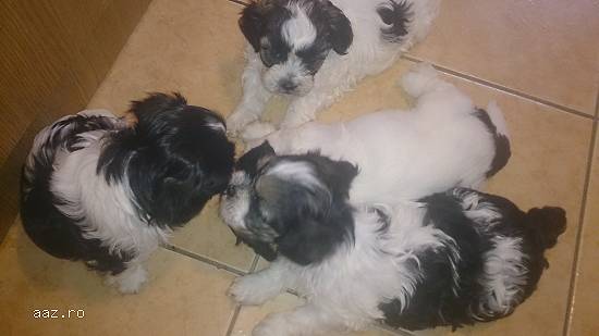 Vand pui Shih Tzu