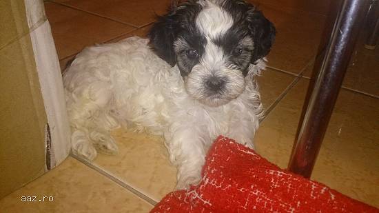 Vand pui Shih Tzu