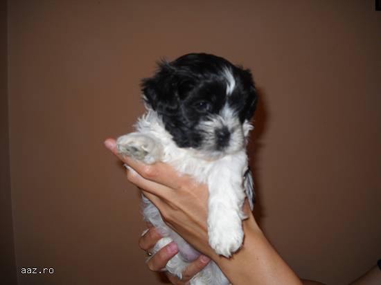 Vand pui Shih Tzu
