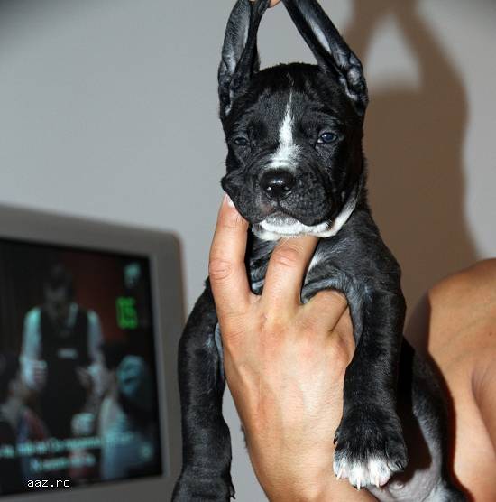 Presa Canario Dogo Canario