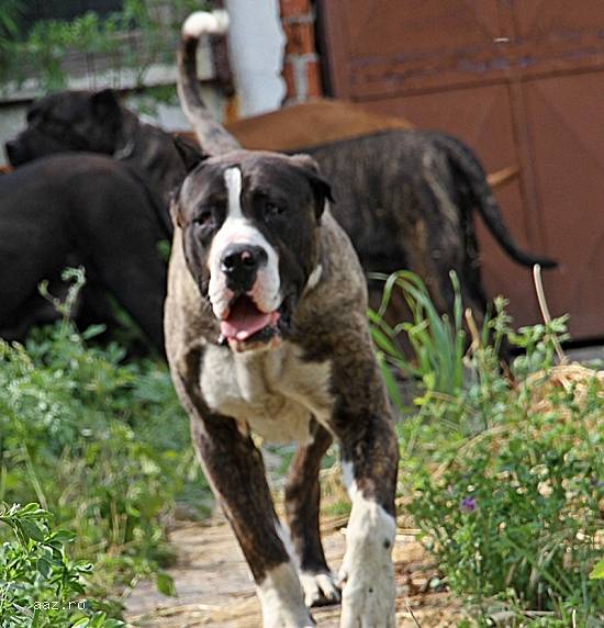 Presa Canario Dogo Canario