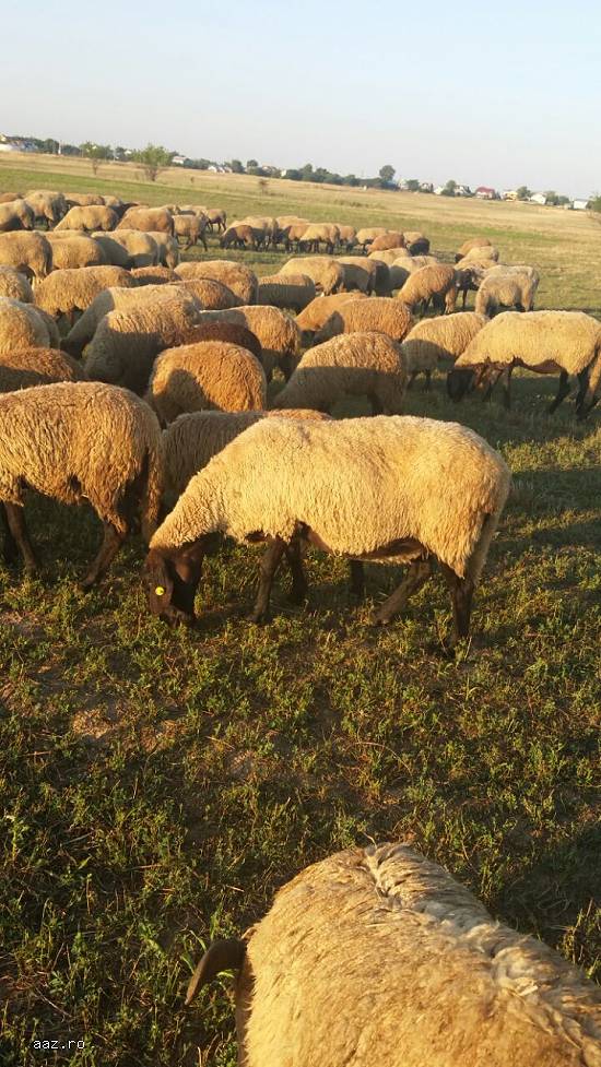 Vand oi si berbeci carabasi.100 oi carabase mature