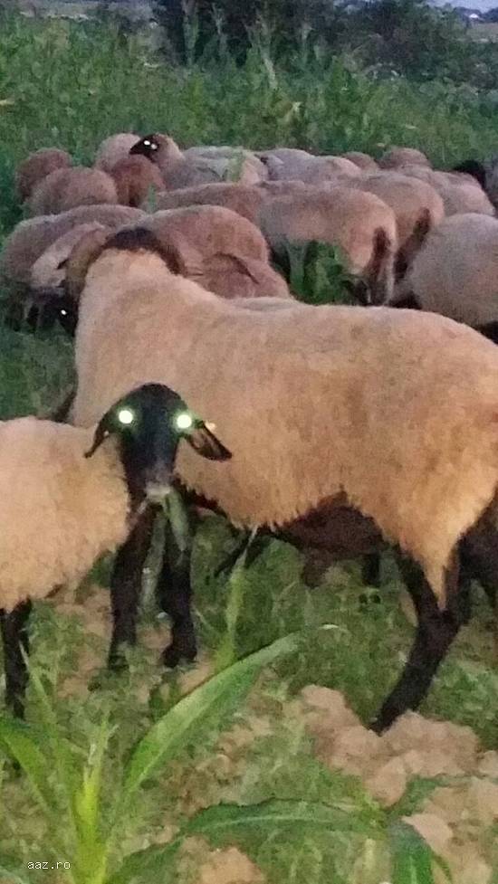 Vand oi si berbeci carabasi.100 oi carabase mature