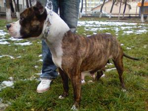 VAND PUI AMSTAFF IASI