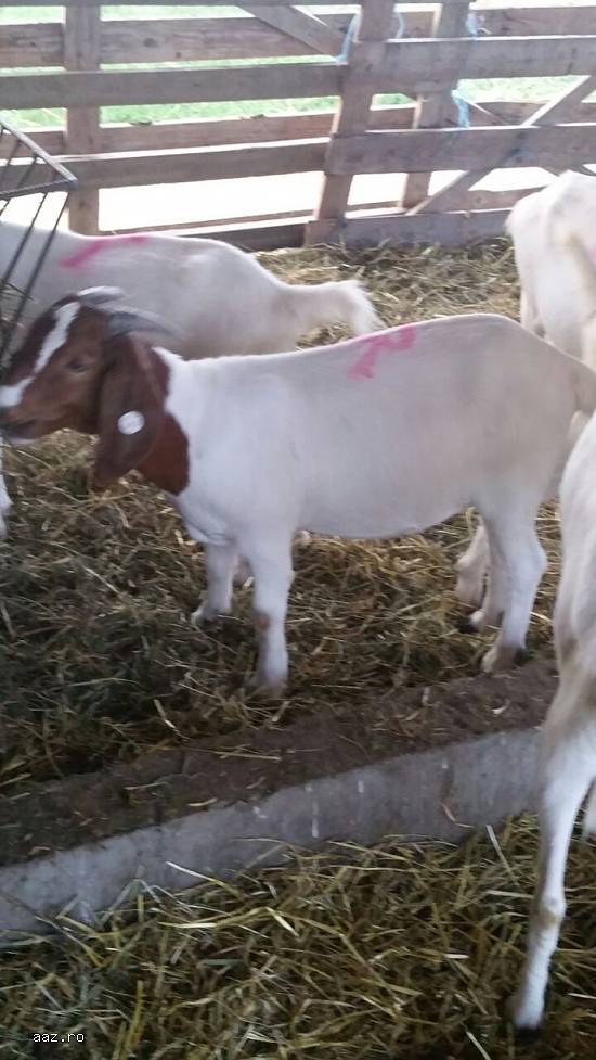 Vand iada boer cu pedigree si un tapisor de 5 luni