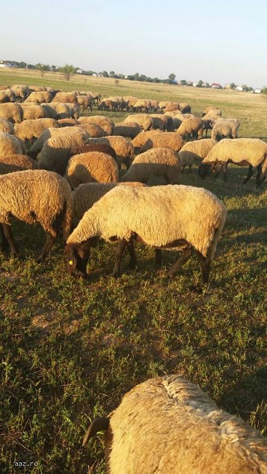 Vand oi si berbeci carabasi maturi.100 oi carabase mature