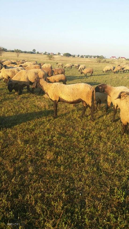 Vand oi si berbeci carabasi maturi.100 oi carabase mature