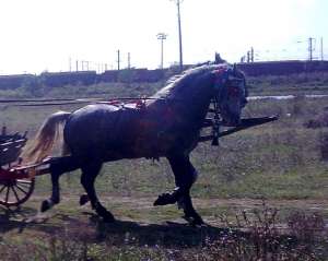 VAND CAI