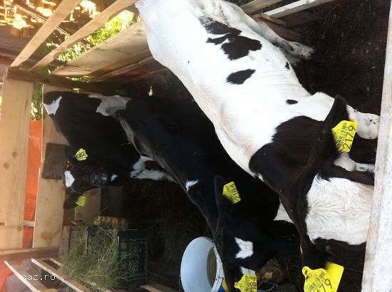 Vand vitei Holstein