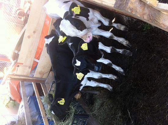 Vand vitei Holstein