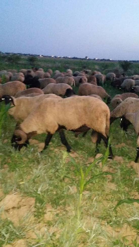 Vand 150 oi si 110 miele si berbecuti,  10 berbeci mari.