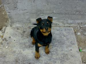 vand catel rottweiler, rasa pura, ambii parinti de rasa pura, pedegree complet, vaccinuri complete, 