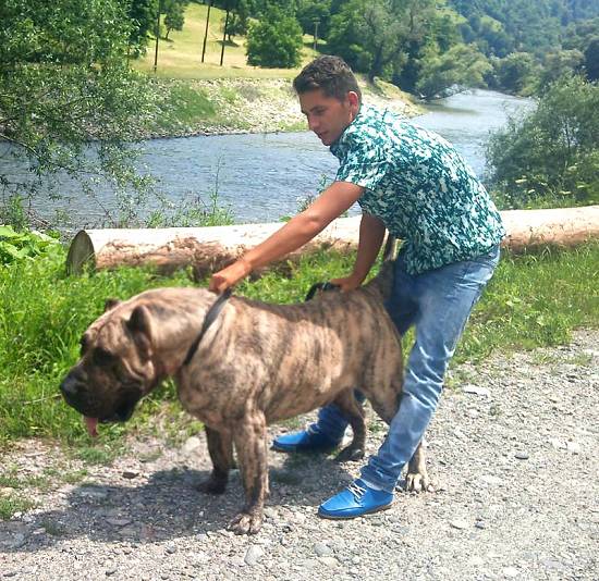 vand catei presa canario