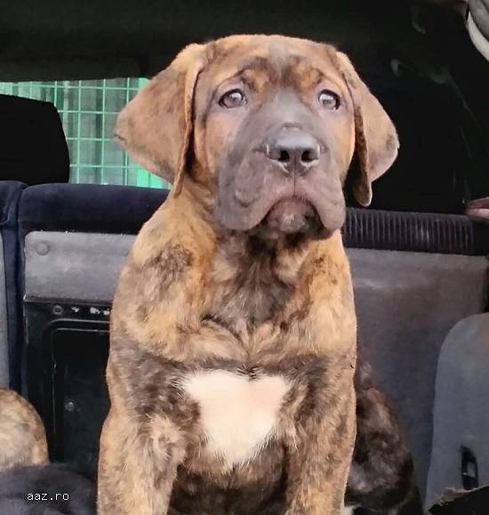 vand catei presa canario