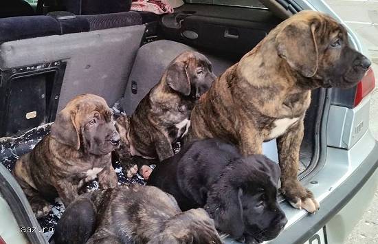 vand catei presa canario