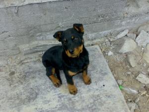 vand catel rottweiler, rasa pura, ambii parinti de rasa pura, pedegree complet, vaccinuri complete, 