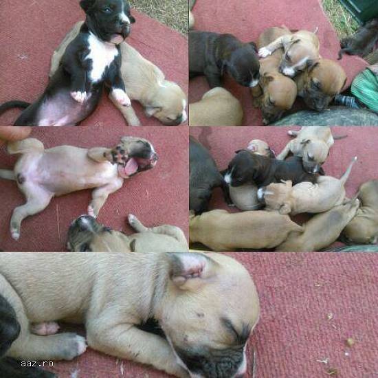 Vand catei pitbull