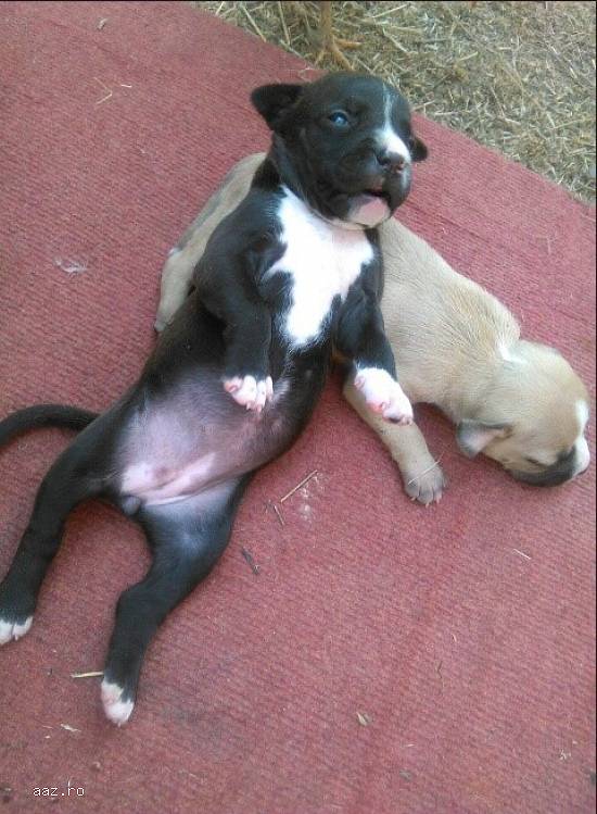 Vand catei pitbull
