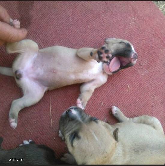 Vand catei pitbull