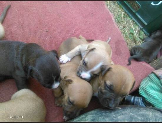 Vand catei pitbull