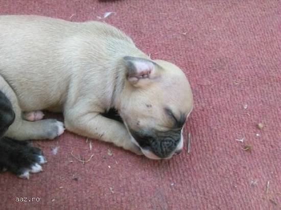 Vand catei pitbull